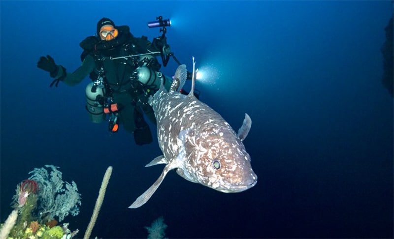 Blancpain Ocean Commitment