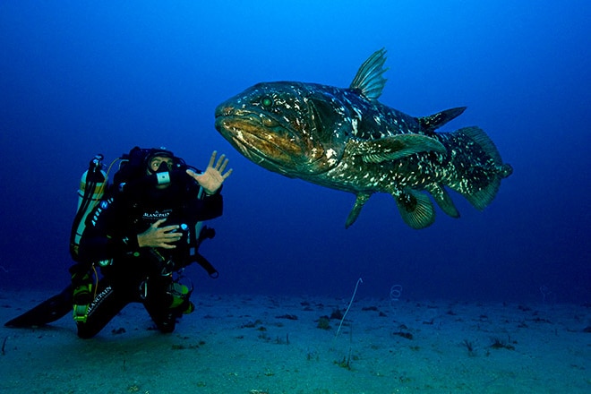 Blancpain and Gombessa Exhibition: a meeting with the coelacanth