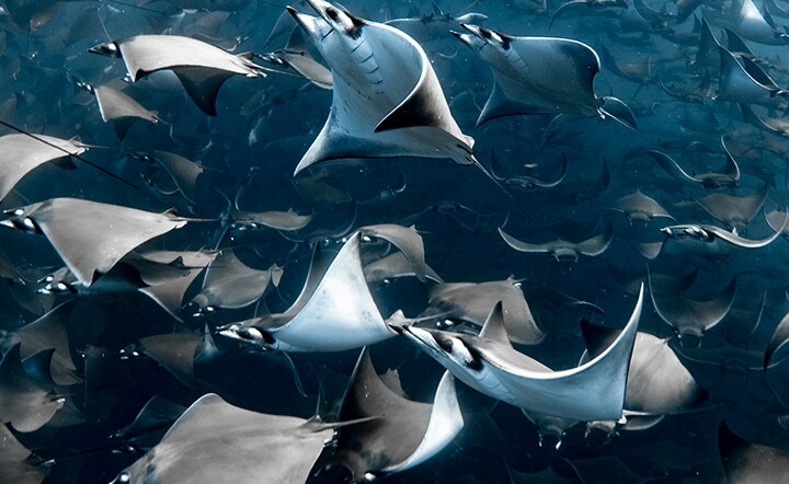 Blancpain strengthens Ocean Commitment
