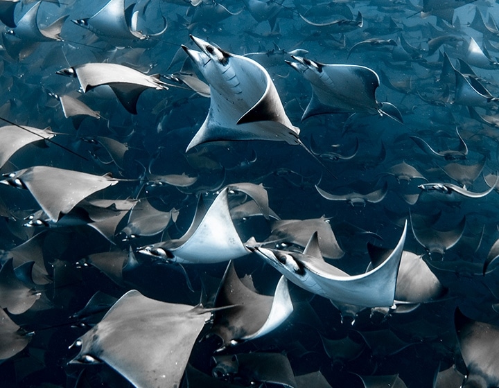 Blancpain rafforza il suo impegno per la salvaguardia degli oceani